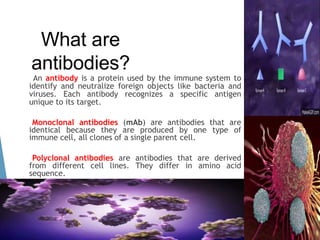 What are
antibodies?
An antibody is a protein used by the immune system to
identify and neutralize foreign objects like bacteria and
viruses. Each antibody recognizes a specific antigen
unique to its target.
Monoclonal antibodies (mAb) are antibodies that are
identical because they are produced by one type of
immune cell, all clones of a single parent cell.
Polyclonal antibodies are antibodies that are derived
from different cell lines. They differ in amino acid
sequence.
 