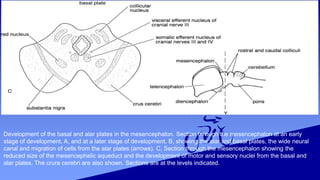 Saurabh neuroscience. final | PPTX