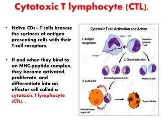 T CELL INTERACTINS WITH PERIODNTAL DISEASES | PPTX