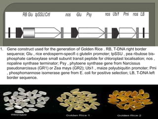 Golden Rice Construct Saurabh verma ppt | PPTX