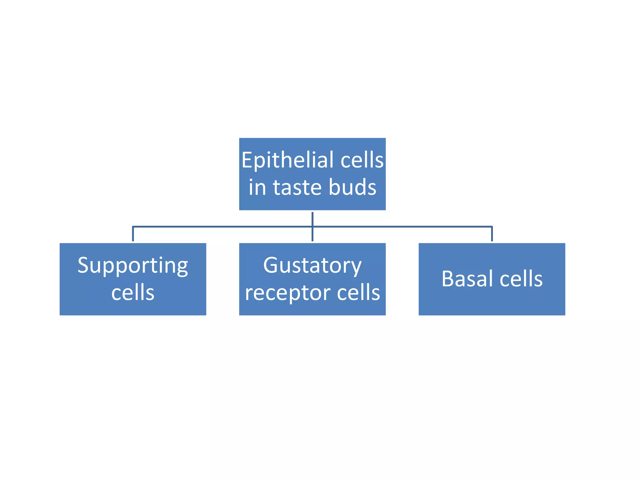 Epithelial cells
in taste buds
Supporting
cells

Gustatory
receptor cells

Basal cells

 
