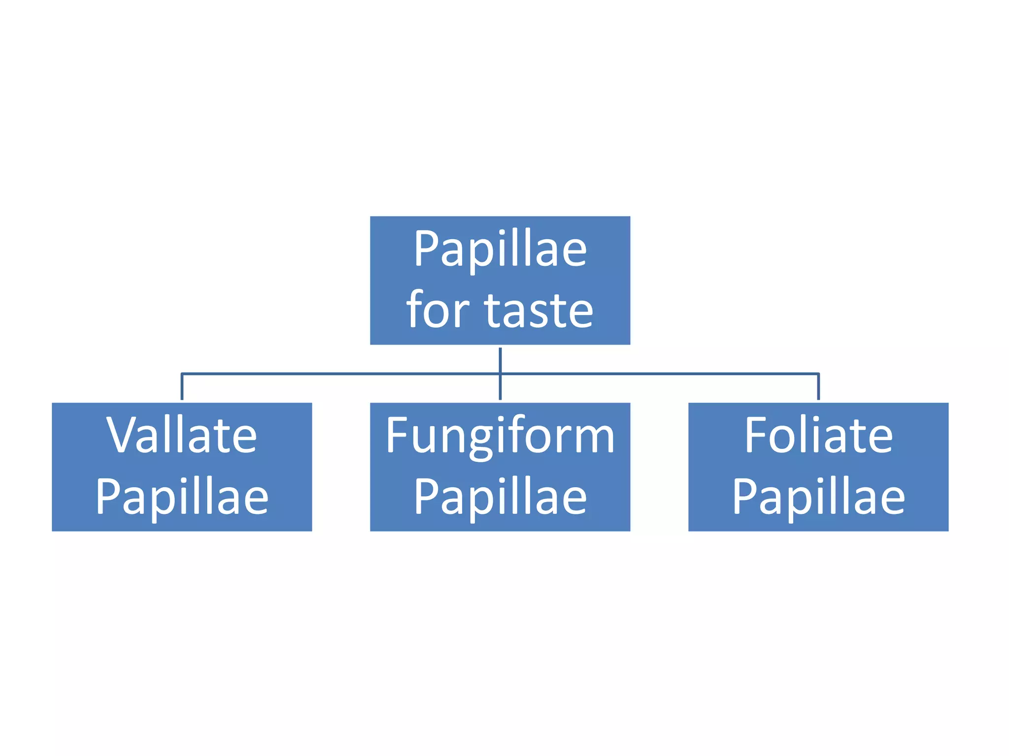 Papillae
for taste
Vallate
Papillae

Fungiform
Papillae

Foliate
Papillae

 