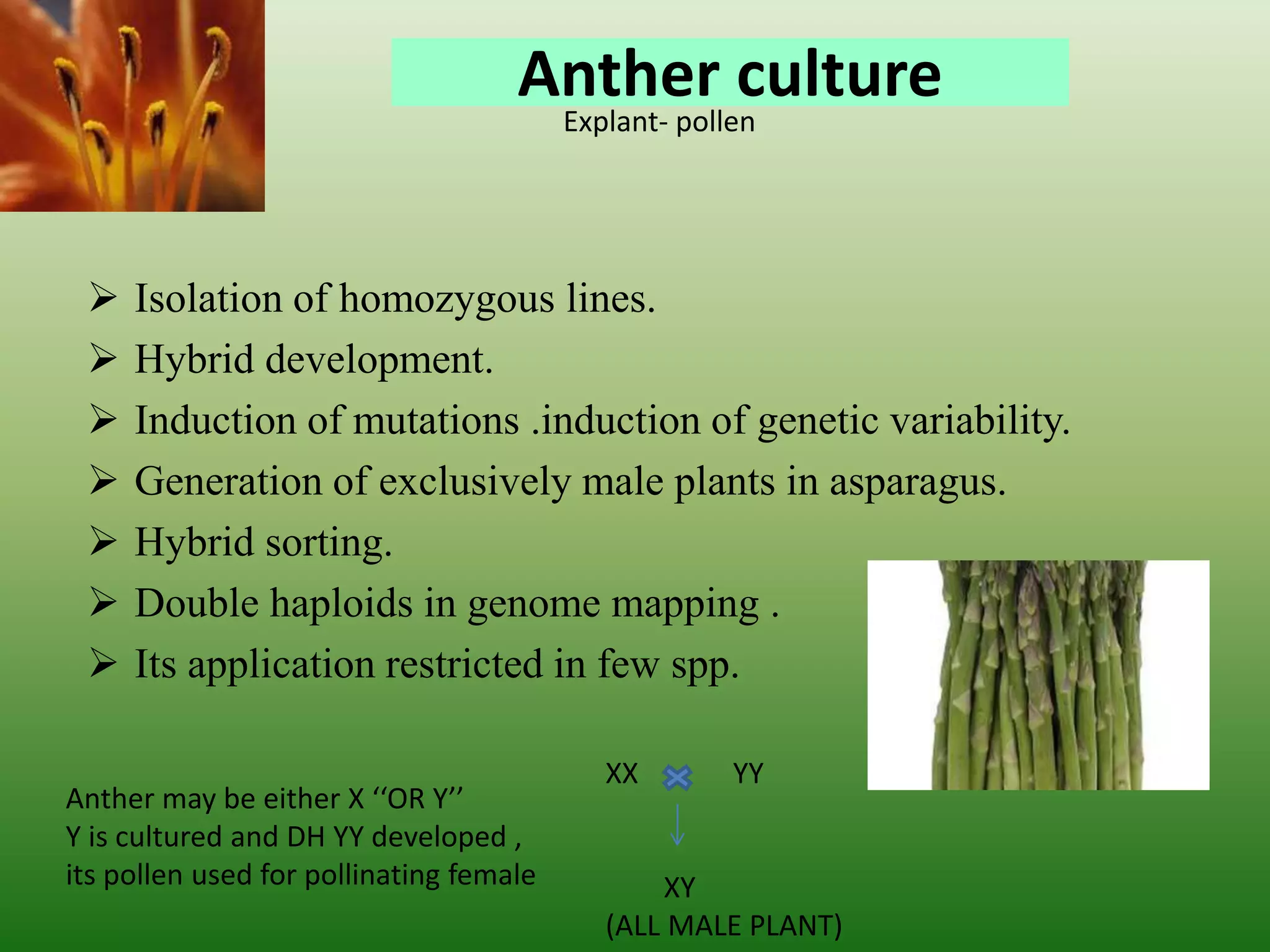 Anther culture
 Isolation of homozygous lines.
 Hybrid development.
 Induction of mutations .induction of genetic variability.
 Generation of exclusively male plants in asparagus.
 Hybrid sorting.
 Double haploids in genome mapping .
 Its application restricted in few spp.
Explant- pollen
XX YY
XY
(ALL MALE PLANT)
Anther may be either X ‘‘OR Y’’
Y is cultured and DH YY developed ,
its pollen used for pollinating female
 
