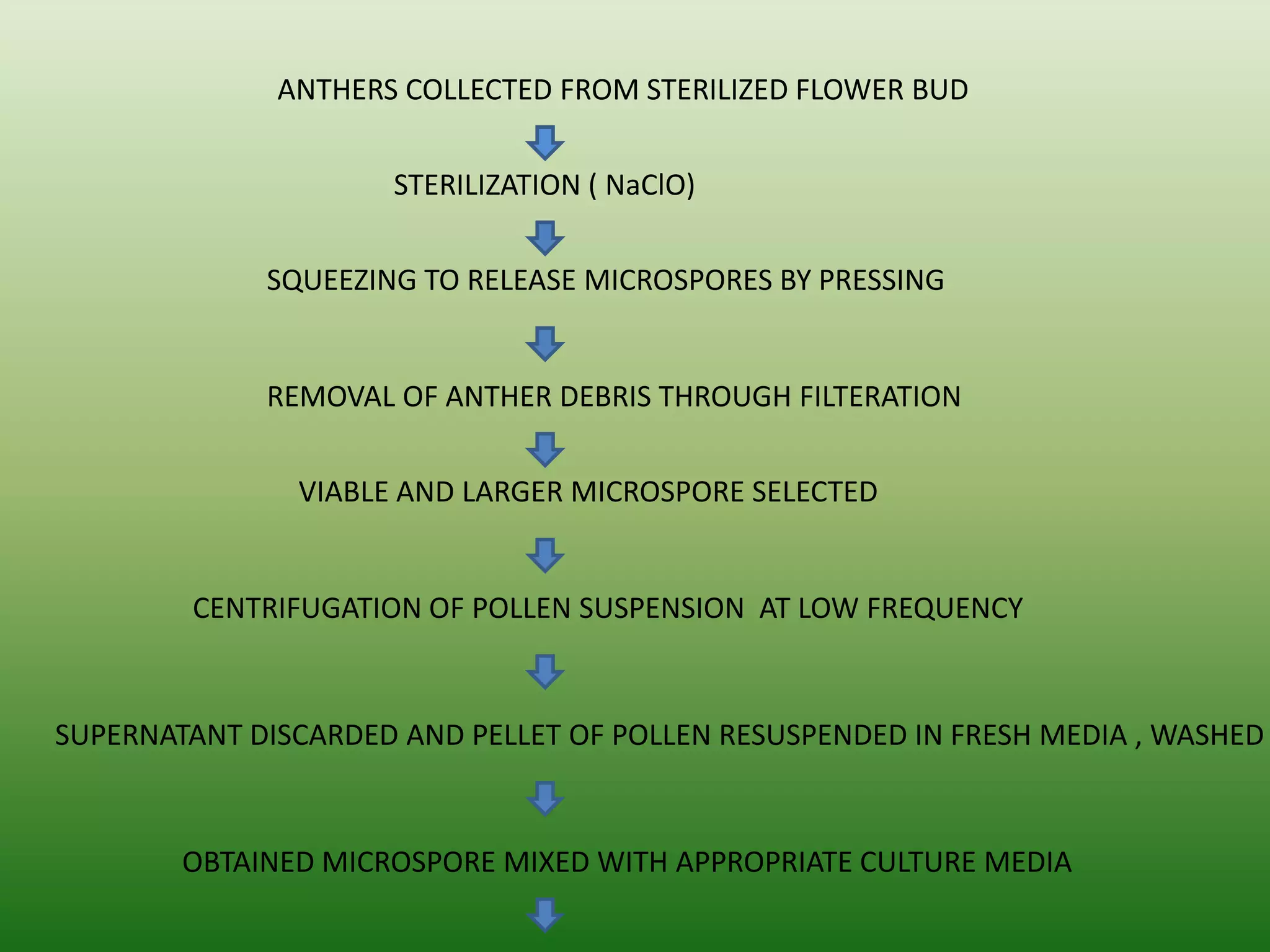ANTHERS COLLECTED FROM STERILIZED FLOWER BUD
STERILIZATION ( NaClO)
SQUEEZING TO RELEASE MICROSPORES BY PRESSING
REMOVAL OF ANTHER DEBRIS THROUGH FILTERATION
VIABLE AND LARGER MICROSPORE SELECTED
CENTRIFUGATION OF POLLEN SUSPENSION AT LOW FREQUENCY
SUPERNATANT DISCARDED AND PELLET OF POLLEN RESUSPENDED IN FRESH MEDIA , WASHED
OBTAINED MICROSPORE MIXED WITH APPROPRIATE CULTURE MEDIA
 