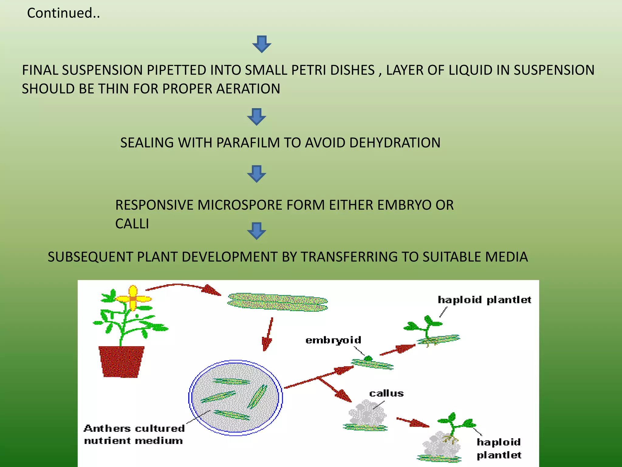 FINAL SUSPENSION PIPETTED INTO SMALL PETRI DISHES , LAYER OF LIQUID IN SUSPENSION
SHOULD BE THIN FOR PROPER AERATION
SEALING WITH PARAFILM TO AVOID DEHYDRATION
RESPONSIVE MICROSPORE FORM EITHER EMBRYO OR
CALLI
SUBSEQUENT PLANT DEVELOPMENT BY TRANSFERRING TO SUITABLE MEDIA
Continued..
 