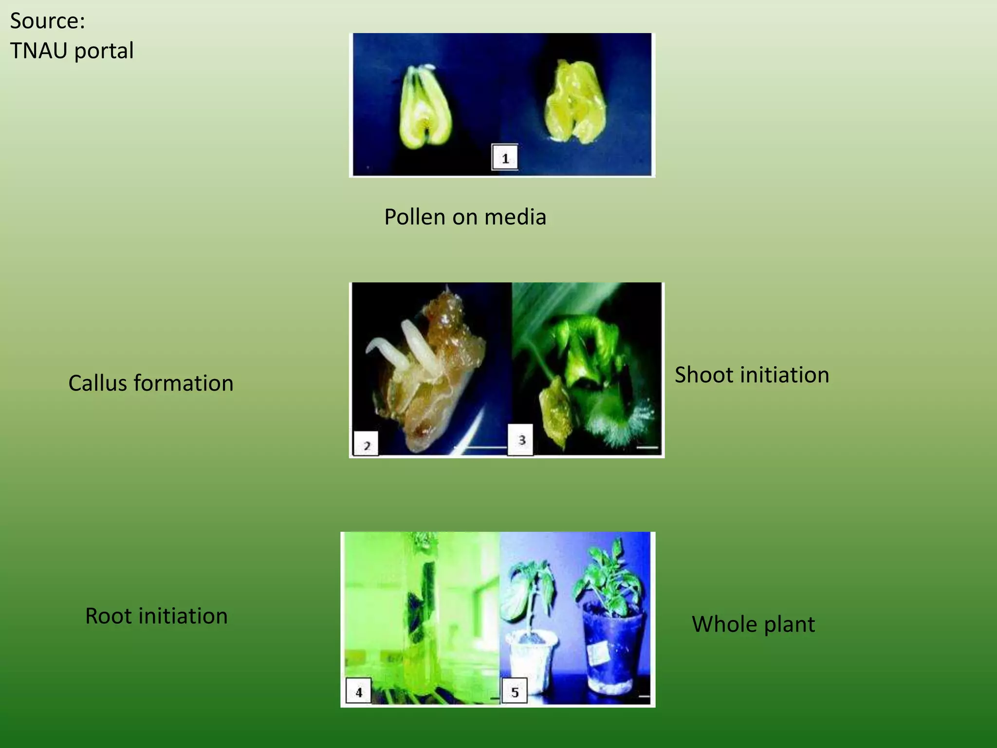 Pollen on media
Callus formation Shoot initiation
Root initiation Whole plant
Source:
TNAU portal
 