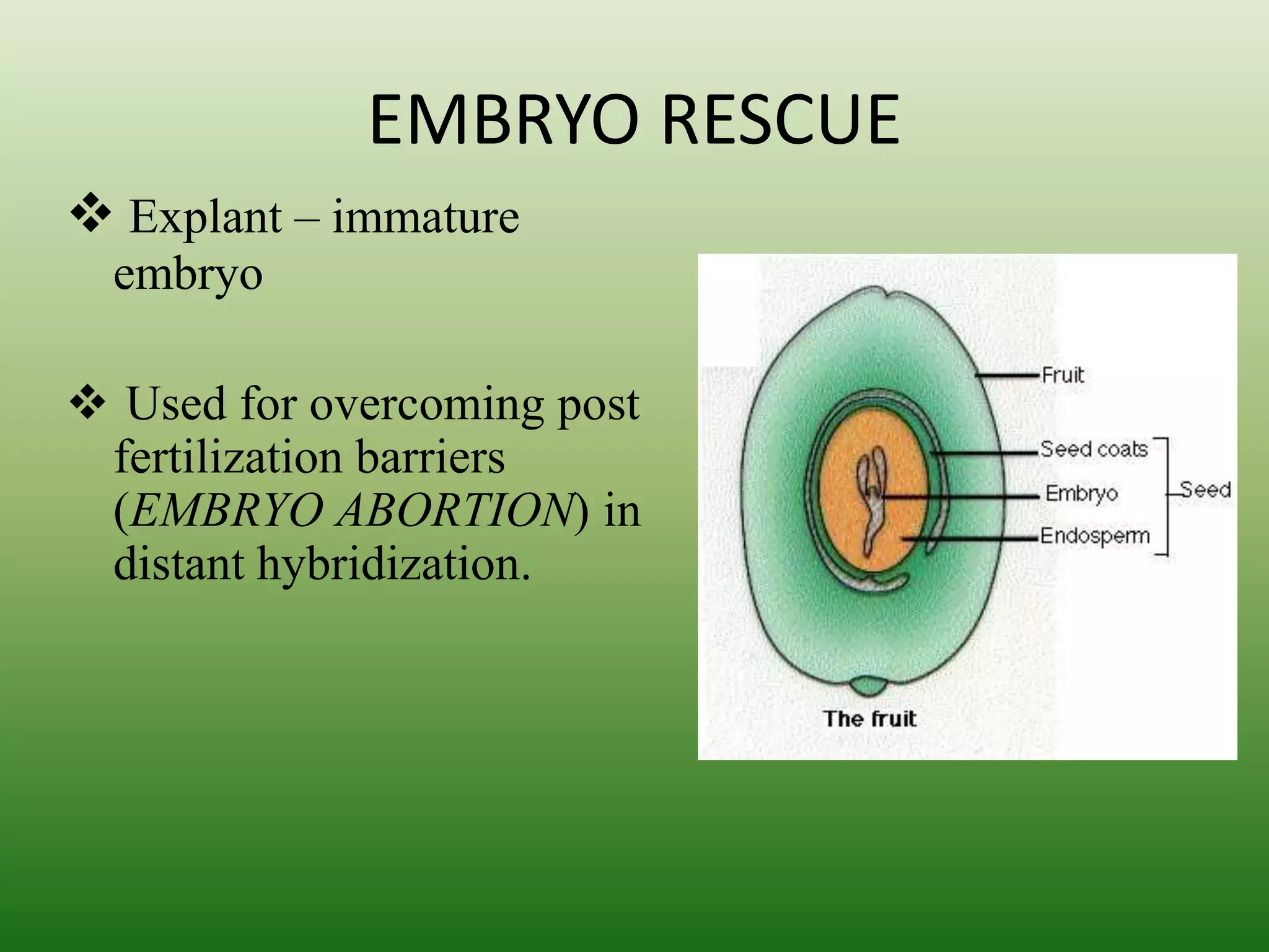 EMBRYO RESCUE
 Explant – immature
embryo
 Used for overcoming post
fertilization barriers
(EMBRYO ABORTION) in
distant hybridization.
 