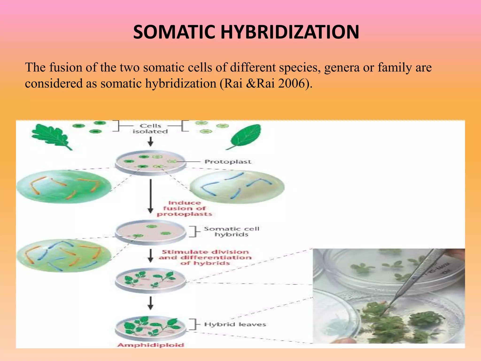 SOMATIC HYBRIDIZATION
The fusion of the two somatic cells of different species, genera or family are
considered as somatic hybridization (Rai &Rai 2006).
 