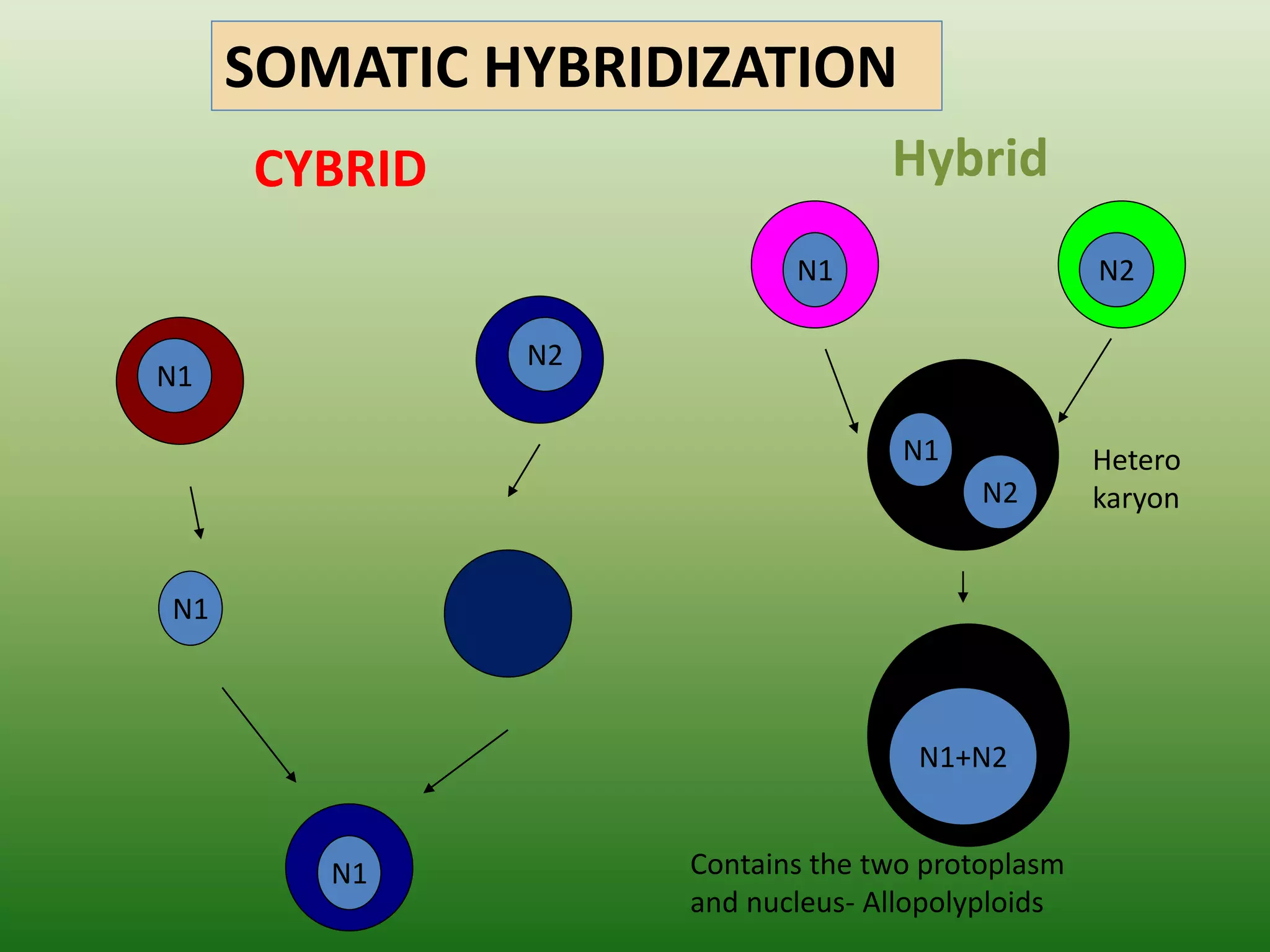 CYBRID Hybrid
N1
N2
N1
N1
N1 N2
N1+N2
Contains the two protoplasm
and nucleus- Allopolyploids
N1
N2
Hetero
karyon
SOMATIC HYBRIDIZATION
 