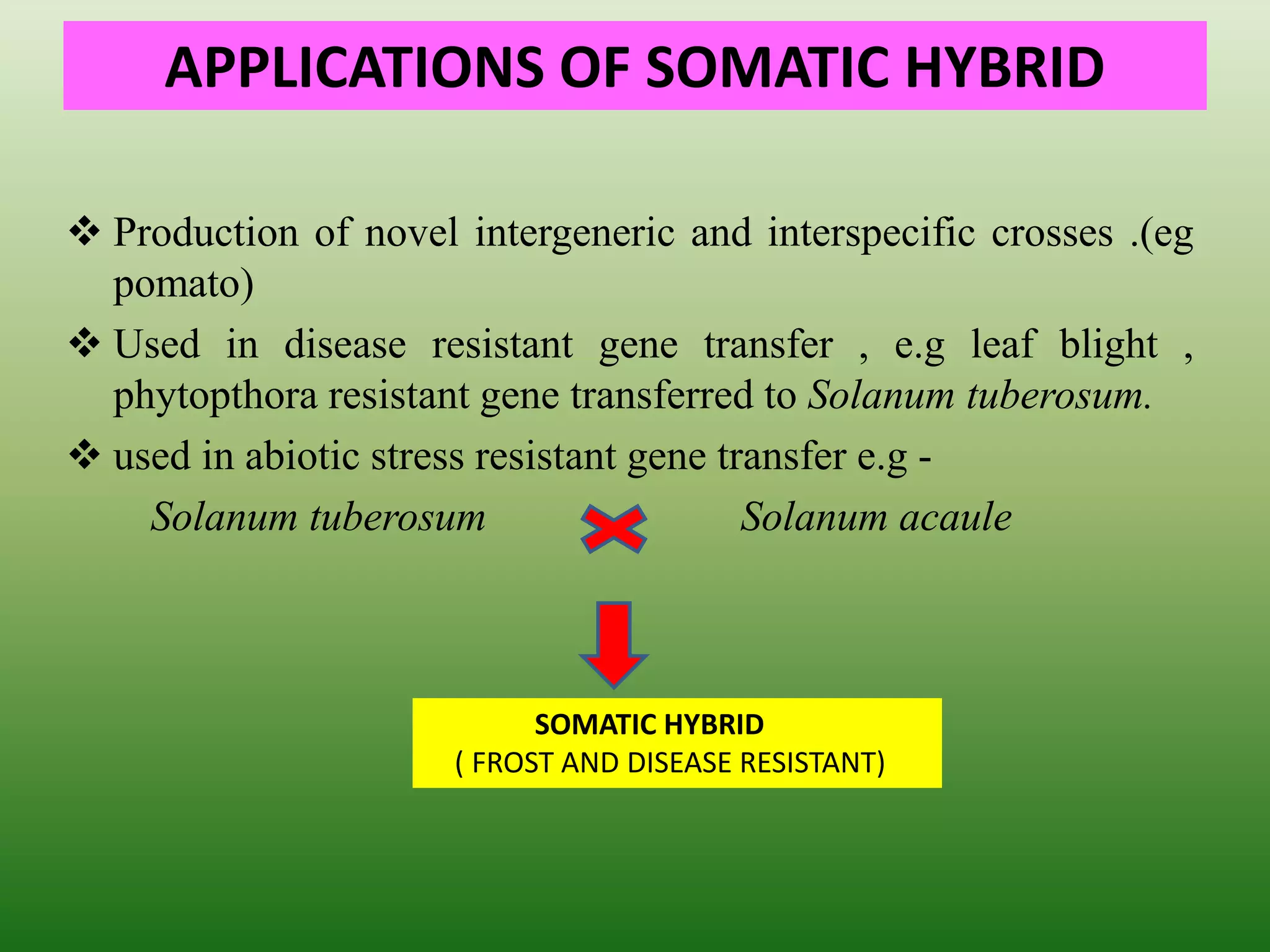 APPLICATIONS OF SOMATIC HYBRID
 Production of novel intergeneric and interspecific crosses .(eg
pomato)
 Used in disease resistant gene transfer , e.g leaf blight ,
phytopthora resistant gene transferred to Solanum tuberosum.
 used in abiotic stress resistant gene transfer e.g -
Solanum tuberosum Solanum acaule
SOMATIC HYBRID
( FROST AND DISEASE RESISTANT)
 
