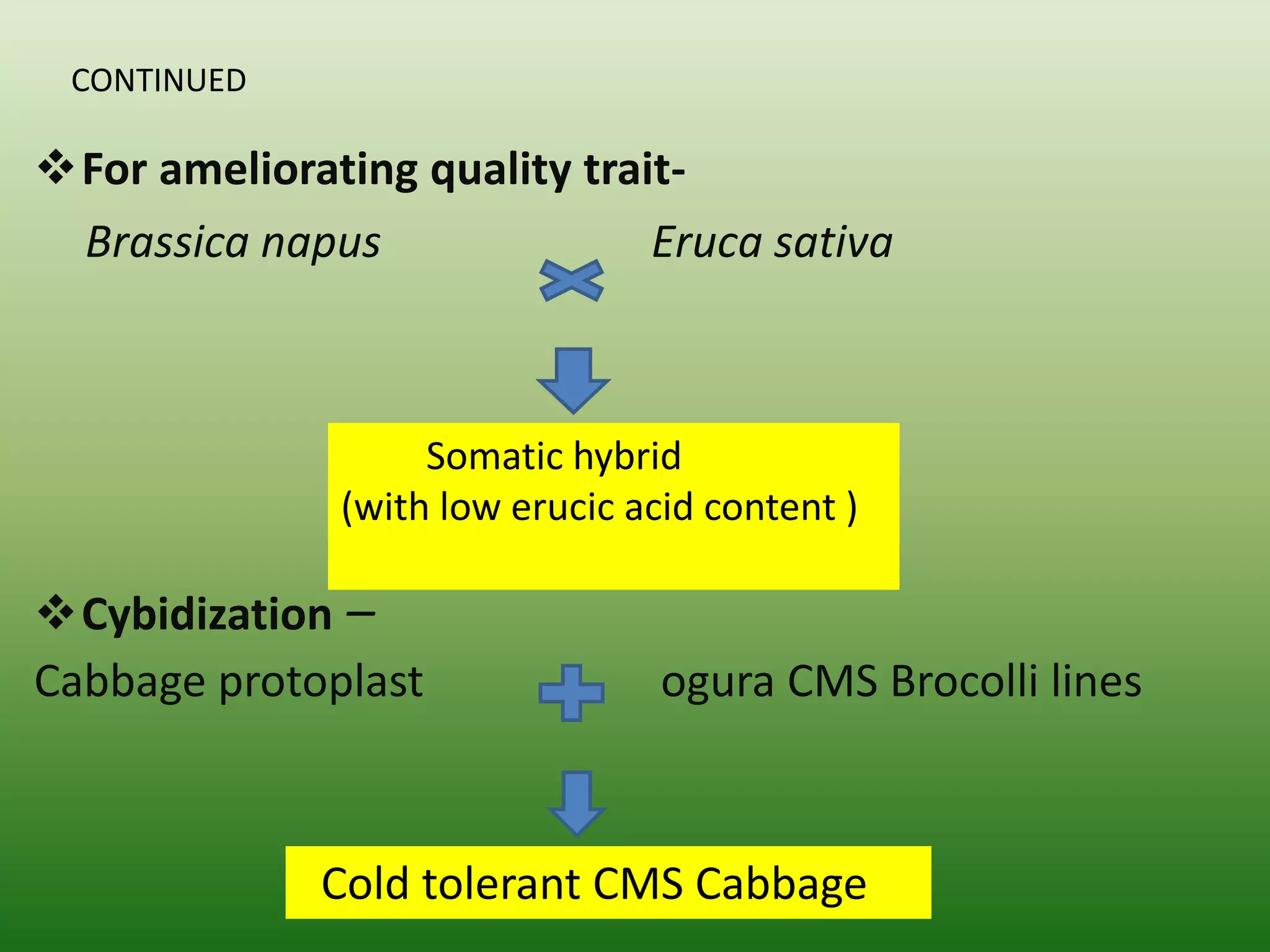CONTINUED
For ameliorating quality trait-
Brassica napus Eruca sativa
Cybidization –
Cabbage protoplast ogura CMS Brocolli lines
Somatic hybrid
(with low erucic acid content )
Cold tolerant CMS Cabbage
 