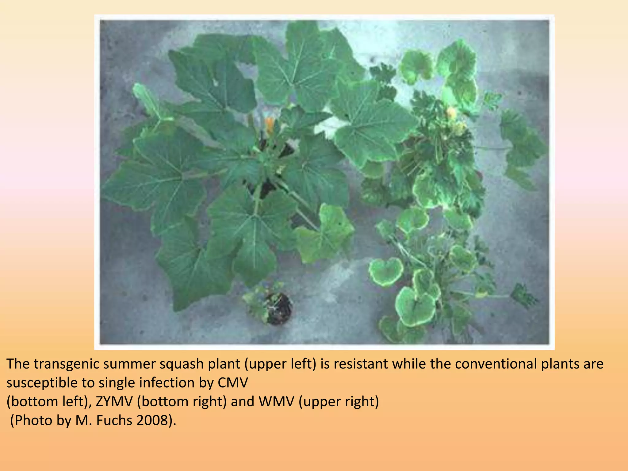 The transgenic summer squash plant (upper left) is resistant while the conventional plants are
susceptible to single infection by CMV
(bottom left), ZYMV (bottom right) and WMV (upper right)
(Photo by M. Fuchs 2008).
 
