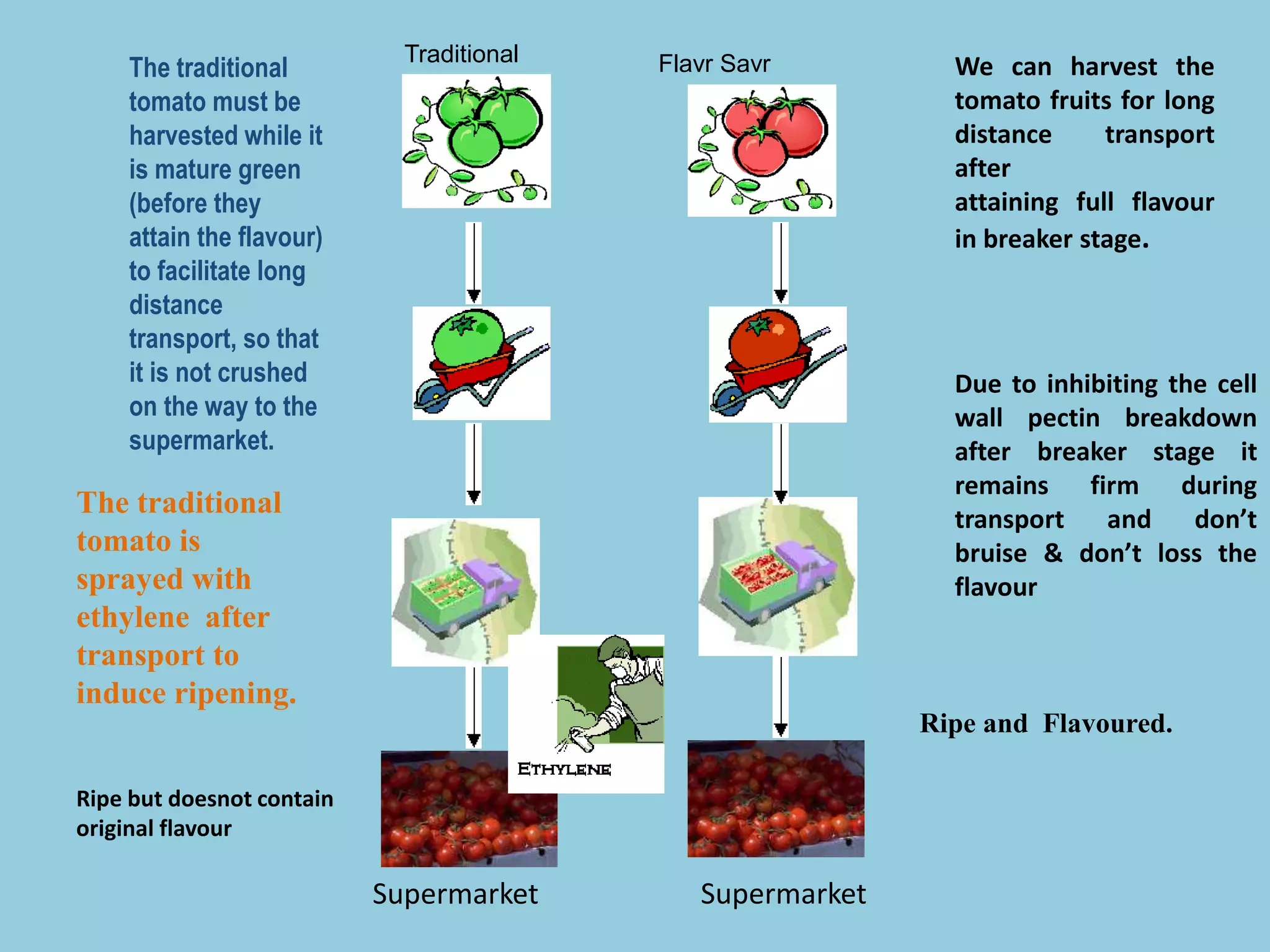 Flavr Savr
Supermarket
Ripe and Flavoured.
Traditional
The traditional
tomato must be
harvested while it
is mature green
(before they
attain the flavour)
to facilitate long
distance
transport, so that
it is not crushed
on the way to the
supermarket.
The traditional
tomato is
sprayed with
ethylene after
transport to
induce ripening.
Supermarket
Ripe but doesnot contain
original flavour
We can harvest the
tomato fruits for long
distance transport
after
attaining full flavour
in breaker stage.
Due to inhibiting the cell
wall pectin breakdown
after breaker stage it
remains firm during
transport and don’t
bruise & don’t loss the
flavour
 