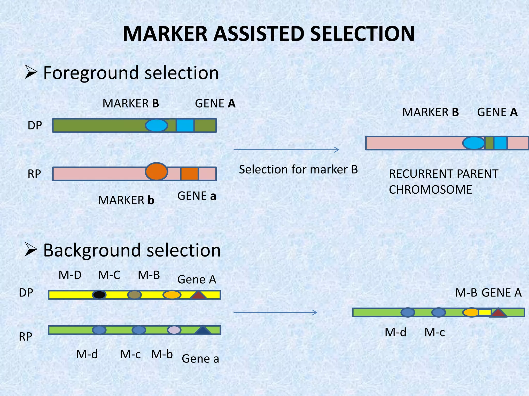 MARKER ASSISTED SELECTION
 Foreground selection
 Background selection
RP
DP
GENE A
GENE aMARKER b
MARKER B
Selection for marker B
GENE AMARKER B
RECURRENT PARENT
CHROMOSOME
DP
RP
Gene A
Gene a
M-B
M-b
M-D
M-c
M-C
M-d
M-B GENE A
M-d M-c
 