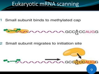 Eukaryotic mRNA scanning
9
 