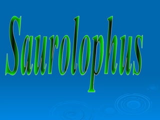 Saurolophus 