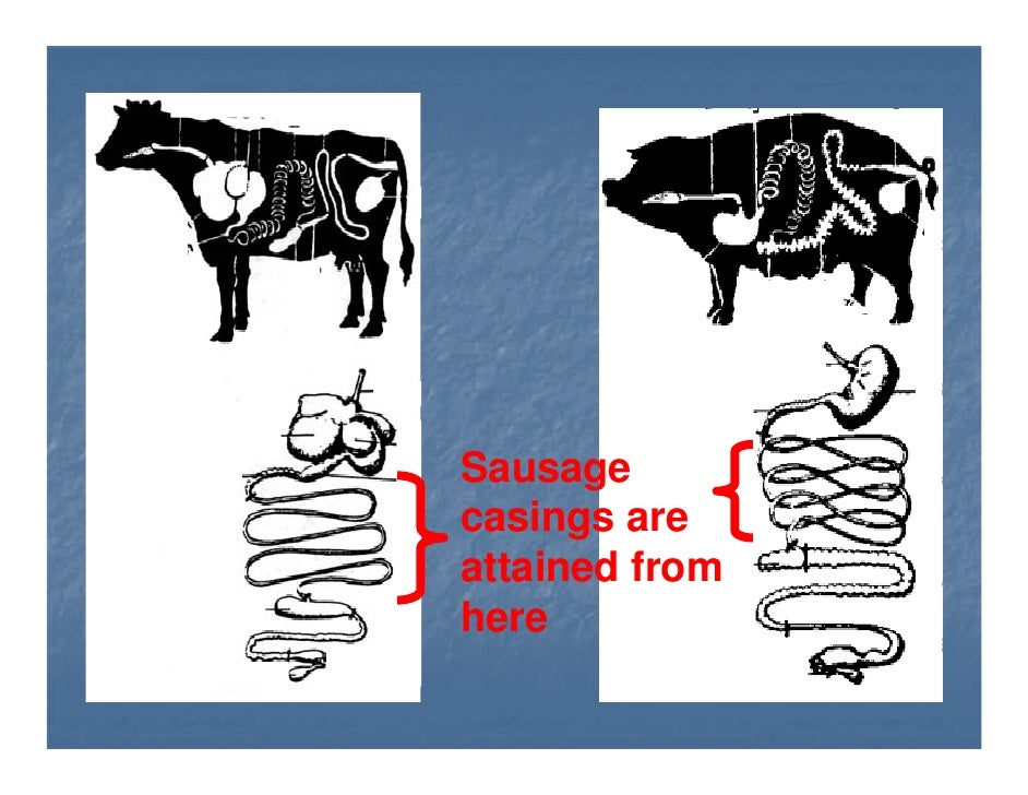 Where do natural sausage casings come from?
