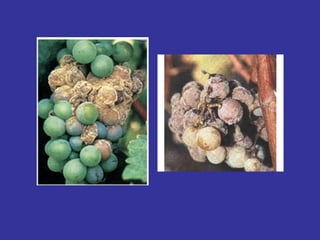 TERRITORIO: MEDOC La tipologia dei vini cambia in maniera radicale da paese a paese del medoc. Vini leggeri e di qualità discreta nella zona nord occidentale di Bordeaux Da Ludon sviluppano finezza e carattere e. dopo Margaux,anche corpo considerevole Oltre St Estephe si perde la struttura del corpo e la finezza 