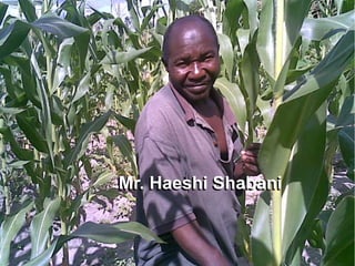 Sauti ya wakulima: using mobile phones to make the voices of rural farmers in Tanzania heard.