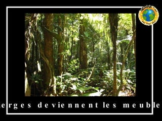 Les forêts vierges deviennent les meubles des nantis, 