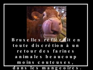Bruxelles réfléchit en toute discrétion   à un retour des farines animales beaucoup moins couteuses,  dans les mangeoires. 