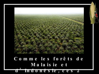 Comme les forêts de Malaisie et d’Indonésie, ces 2  pays fournissent plus de 80% de l’huile de palme. 