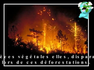 Les espèces végétales elles, disparaissent  lors de ces déforestations. 