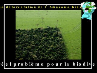 Ceci pose un réel problème pour la biodiversité végétale La déforestation de l’Amazonie brésilienne  