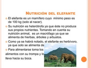 NUTRICIÓN        DEL ELEFANTE
  El elefante es un mamífero cuyo mínimo peso es
   de 100 kg (solo al nacer).
 Su nutrición es heterótrofa ya que éste no produce
   sus propios nutrientes. Tomando en cuenta su
   nutrición animal, es un macrófago ya que se
   alimenta de hierbas, árboles y arbustos.
 Como ya se habrá notado, el elefante es herbívoro,
   ya que solo se alimenta de plantas
 Para alimentarse toma los

alimentos con su trompa y los
lleva hacia su boca.
 