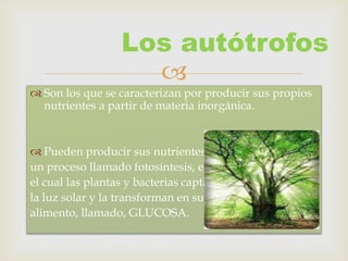 Los autótrofos
                   
 Son los que se caracterizan por producir sus propios
  nutrientes a partir de materia inorgánica.


 Pueden producir sus nutrientes por
un proceso llamado fotosíntesis, en
el cual las plantas y bacterias captan
la luz solar y la transforman en su
alimento, llamado, GLUCOSA.
 