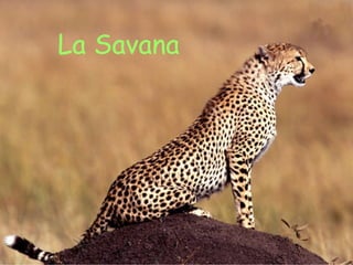 La Savana 