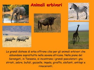 AAnniimmaallii eerrbbiivvoorrii 
Le grandi distese di erba offrono cibo per gli animali erbivori che 
abbondano soprattutto nella savana africana. Nella piana del 
Serengeti, in Tanzania, si incontrano i grandi pascolatori: gnu 
striati, zebre, bufali, gazzelle, impala, giraffe, elefanti, antilopi e 
rinoceronti. 
 