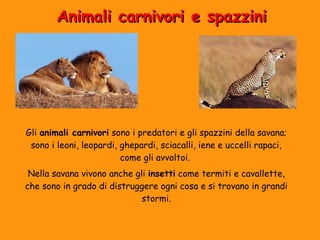 AAnniimmaallii ccaarrnniivvoorrii ee ssppaazzzziinnii 
Gli animali carnivori sono i predatori e gli spazzini della savana; 
sono i leoni, leopardi, ghepardi, sciacalli, iene e uccelli rapaci, 
come gli avvoltoi. 
Nella savana vivono anche gli insetti come termiti e cavallette, 
che sono in grado di distruggere ogni cosa e si trovano in grandi 
stormi. 
 