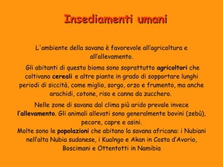 IInnsseeddiiaammeennttii uummaannii 
L'ambiente della savana è favorevole all’agricoltura e 
all’allevamento. 
Gli abitanti di questo bioma sono soprattutto agricoltori che 
coltivano cereali e altre piante in grado di sopportare lunghi 
periodi di siccità, come miglio, sorgo, orzo e frumento, ma anche 
arachidi, cotone, riso e canna da zucchero. 
Nelle zone di savana dal clima più arido prevale invece 
l’allevamento. Gli animali allevati sono generalmente bovini (zebù), 
pecore, capre e asini. 
Molte sono le popolazioni che abitano la savana africana: i Nubiani 
nell’alta Nubia sudanese, i Kualngo e Akan in Costa d’Avorio, 
Boscimani e Ottentotti in Namibia 
 