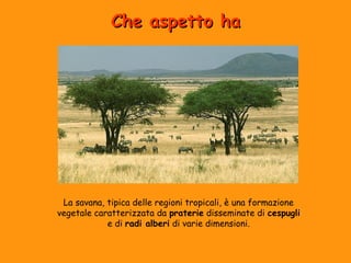 CChhee aassppeettttoo hhaa 
La savana, tipica delle regioni tropicali, è una formazione 
vegetale caratterizzata da praterie disseminate di cespugli 
e di radi alberi di varie dimensioni. 
 