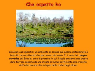CChhee aassppeettttoo hhaa 
In alcuni casi specifici, un ambiente di savana può essere determinato o 
favorito da caratteristiche particolari del suolo. E' il caso dei campos 
cerrados del Brasile, aree di prateria in cui il suolo presenta una crosta 
dura ferrosa coperta da uno strato di humus sufficiente alla crescita 
dell'erba ma non allo sviluppo delle radici degli alberi. 
 