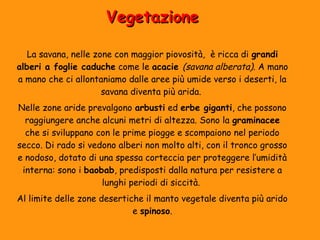 VVeeggeettaazziioonnee 
La savana, nelle zone con maggior piovosità, è ricca di grandi 
alberi a foglie caduche come le acacie (savana alberata). A mano 
a mano che ci allontaniamo dalle aree più umide verso i deserti, la 
savana diventa più arida. 
Nelle zone aride prevalgono arbusti ed erbe giganti, che possono 
raggiungere anche alcuni metri di altezza. Sono la graminacee 
che si sviluppano con le prime piogge e scompaiono nel periodo 
secco. Di rado si vedono alberi non molto alti, con il tronco grosso 
e nodoso, dotato di una spessa corteccia per proteggere l’umidità 
interna: sono i baobab, predisposti dalla natura per resistere a 
lunghi periodi di siccità. 
Al limite delle zone desertiche il manto vegetale diventa più arido 
e spinoso. 
 