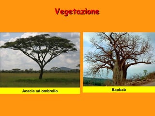 VVeeggeettaazziioonnee 
Acacia ad ombrello Baobab 
 