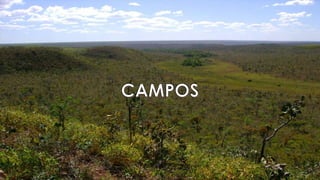 Savanas, campos e estepes