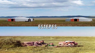 Savanas, campos e estepes