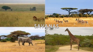 Savanas, campos e estepes