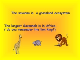 The savanna is a grassland ecosystem The largest Savannah is in Africa. ( do you remember the lion king?)
