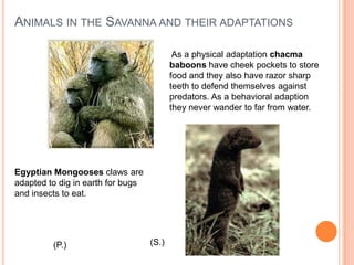 Animals in the Savanna and their adaptations As a physical adaptation chacma baboons have cheek pockets to store food and they also have razor sharp teeth to defend themselves against predators. As a behavioral adaption they never wander to far from water.Egyptian Mongooses claws are adapted to dig in earth for bugs and insects to eat.(S.)(P.)