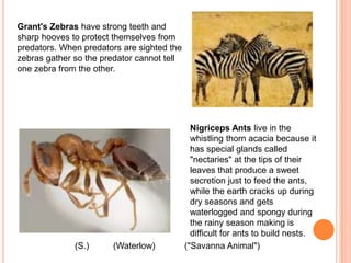 Grant's Zebras have strong teeth and sharp hooves to protect themselves from predators. When predators are sighted the zebras gather so the predator cannot tell one zebra from the other.Nigriceps Ants live in the whistling thorn acacia because it has special glands called "nectaries" at the tips of their leaves that produce a sweet secretion just to feed the ants, while the earth cracks up during dry seasons and gets waterlogged and spongy during the rainy season making is difficult for ants to build nests. (S.)("Savanna Animal")(Waterlow)
