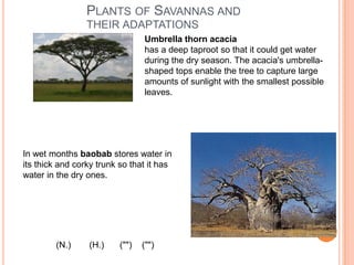 Plants of Savannas and their adaptationsUmbrella thorn acaciahas a deep taproot so that it could get water during the dry season. The acacia's umbrella-shaped tops enable the tree to capture large amounts of sunlight with the smallest possible leaves.In wet months baobab stores water in its thick and corky trunk so that it has water in the dry ones.(N.) (H.)("")("")