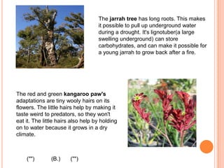 The jarrah tree has long roots. This makes it possible to pull up underground water during a drought. It's lignotuber(a large swelling underground) can store carbohydrates, and can make it possible for a young jarrah to grow back after a fire. The red and green kangaroo paw's adaptations are tiny wooly hairs on its flowers. The little hairs help by making it taste weird to predators, so they won't eat it. The little hairs also help by holding on to water because it grows in a dry climate.(B.)("")("")