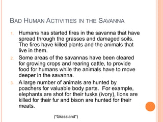 Bad Human Activities in the SavannaHumans has started fires in the savanna that have spread through the grasses and damaged soils. The fires have killed plants and the animals that live in them.Some areas of the savannas have been cleared for growing crops and rearing cattle, to provide food for humans while the animals have to move deeper in the savanna.A large number of animals are hunted by poachers for valuable body parts.  For example, elephants are shot for their tusks (ivory), lions are killed for their fur and bison are hunted for their meats. ("Grassland")