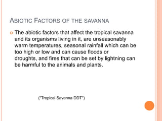 Abiotic Factors of the savannaThe abiotic factors that affect the tropical savanna and its organisms living in it, are unseasonably warm temperatures, seasonal rainfall which can be too high or low and can cause floods or droughts, and fires that can be set by lightning can be harmful to the animals and plants.("Tropical Savanna DDT")