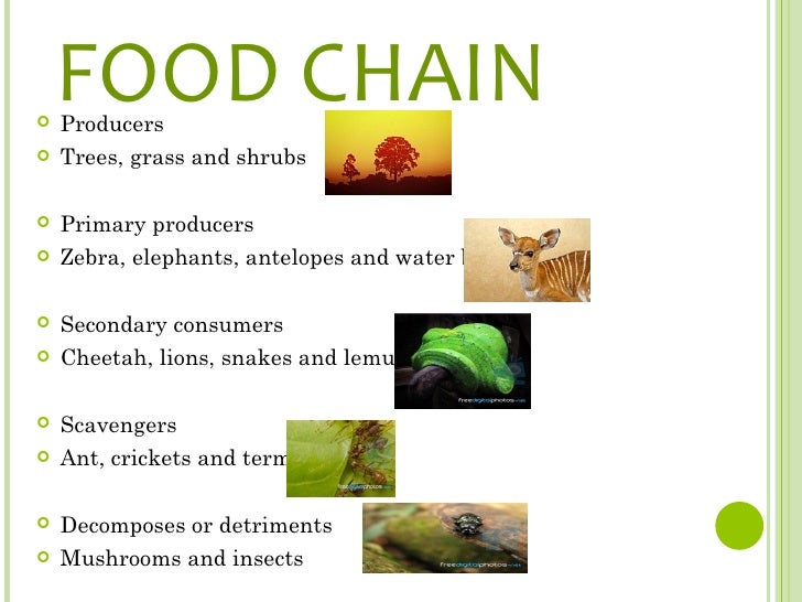 Lemur Food Chain Lemur Food Chain