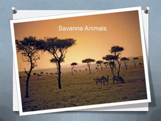 Savanna Animals
 